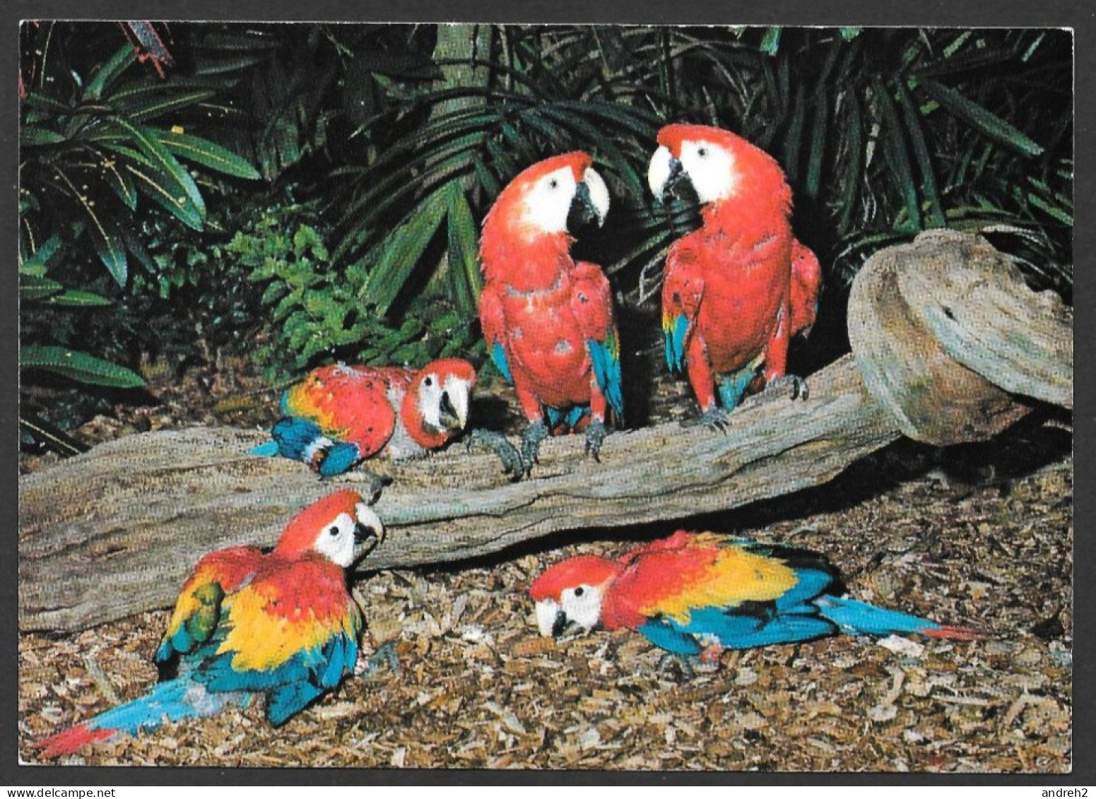 Animaux & Oiseaux - Proud Mother Rowdy And Father Hector With 3 Baby Macaws At Parrot Jungle Miami Florida - Birds