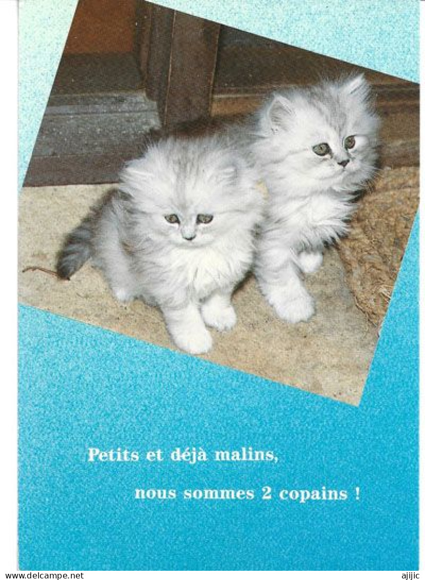 Petits Et Déja Malins !  Postcard.  New-unused - Cats