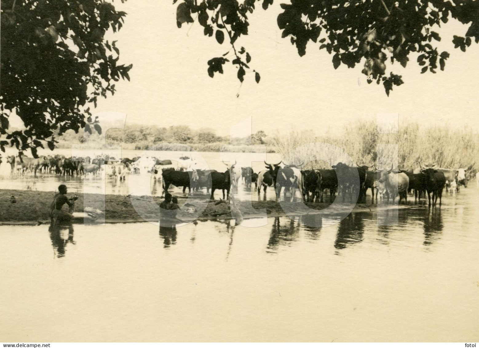 1957 REAL AMATEUR ORIGINAL PHOTO FOTO COWS MOVENE INDIA AT321 - Places