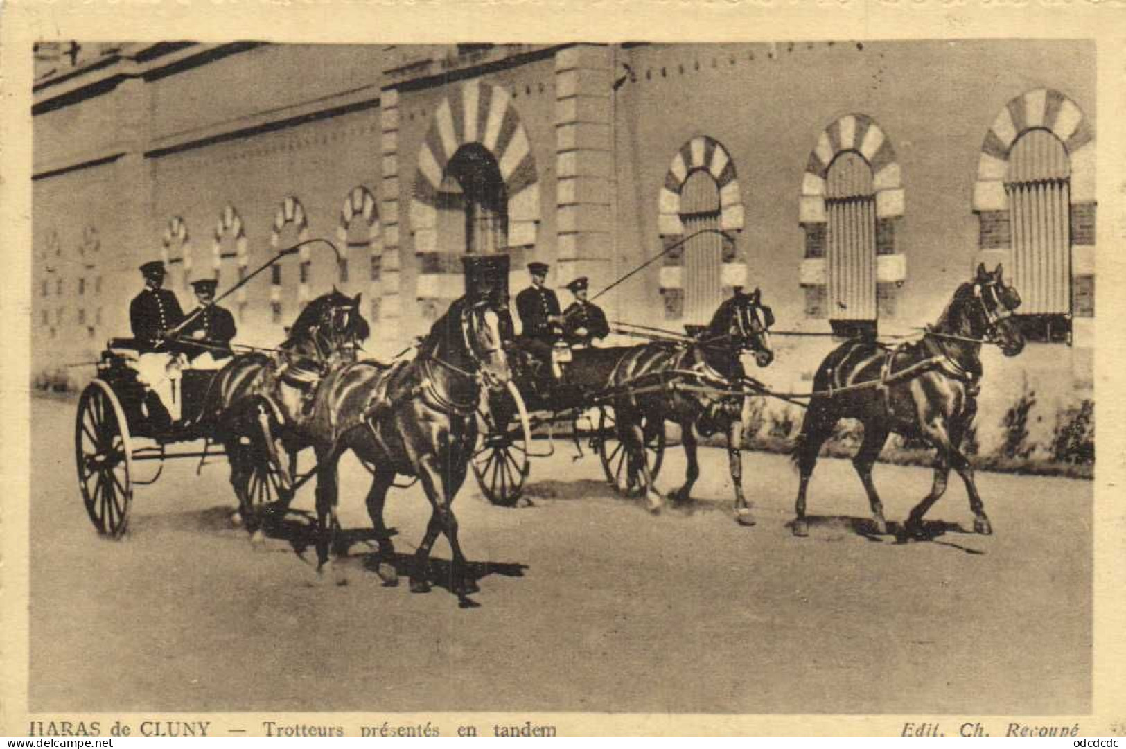 HARAS DE CLUNY  Trotteurs Présentés En Tandem RV - Cluny