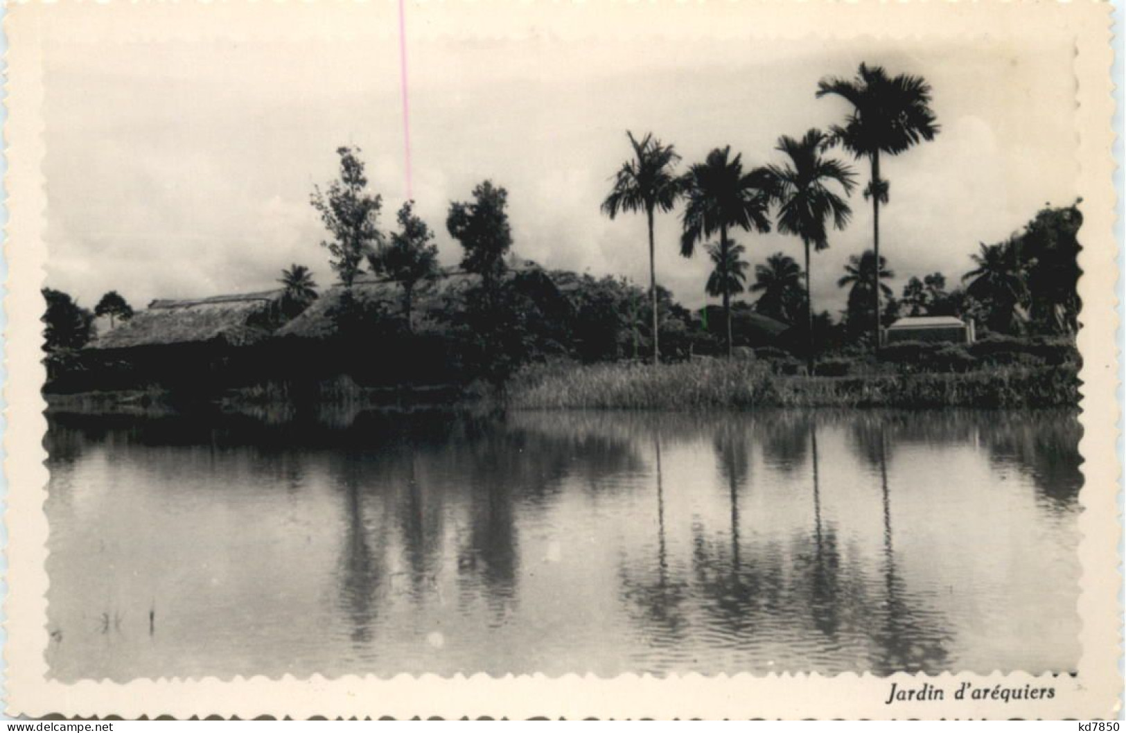 Vietnam - Jardin D Arequiers - Vietnam