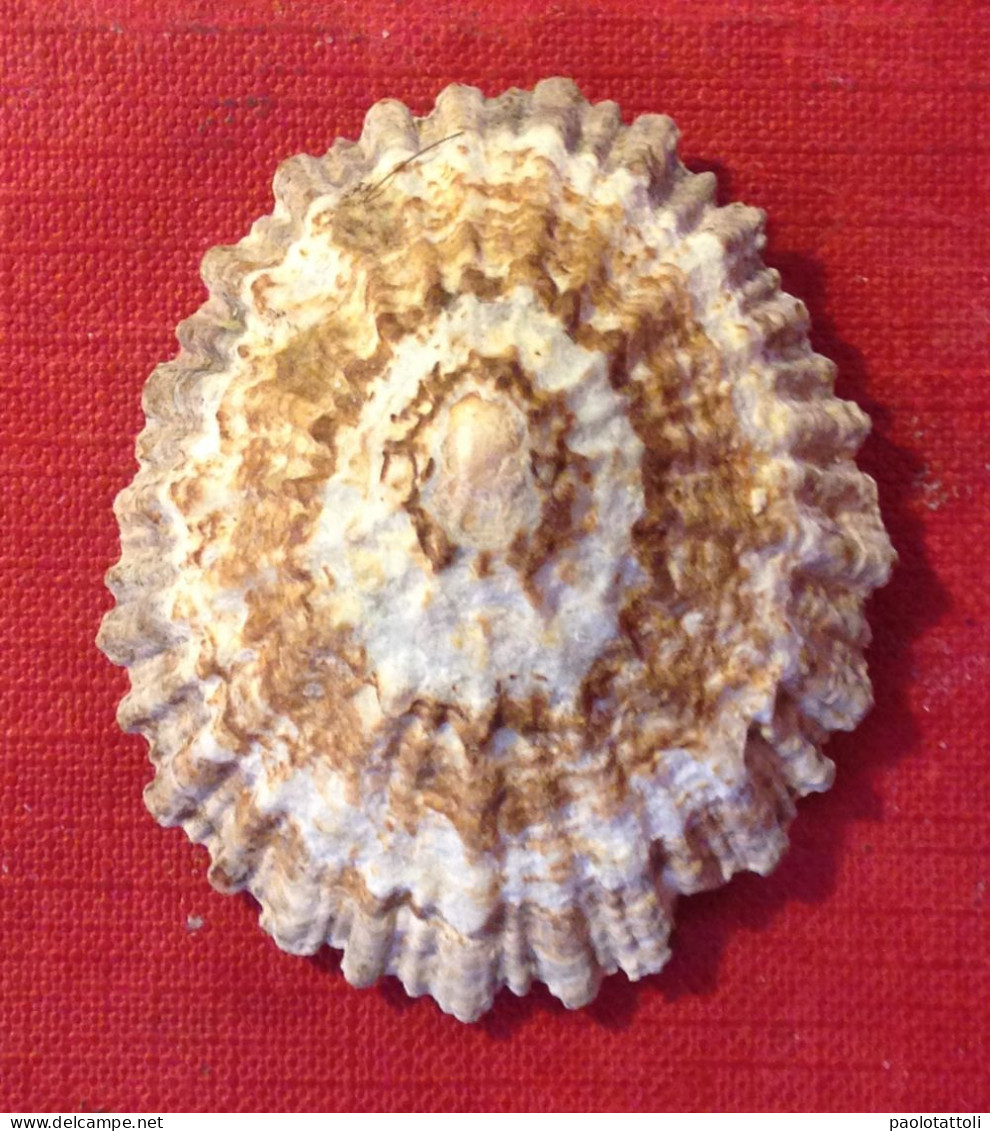 Patella Ferruginea Gmelin, 1791- 53,9x 45mm. La Maddalena. Sardinia. - Coquillages