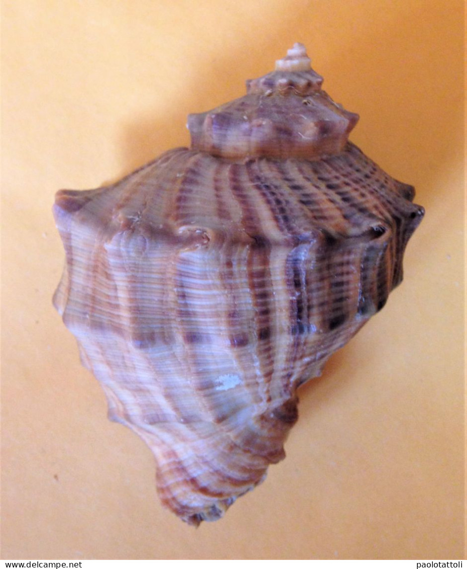 Rapana Venosa ( Valenciennes, 1846)- 103x 79mm. Chioggia, Italy. Dredged Alive On Mud Between 15-20mtrs Depth. - Seashells & Snail-shells