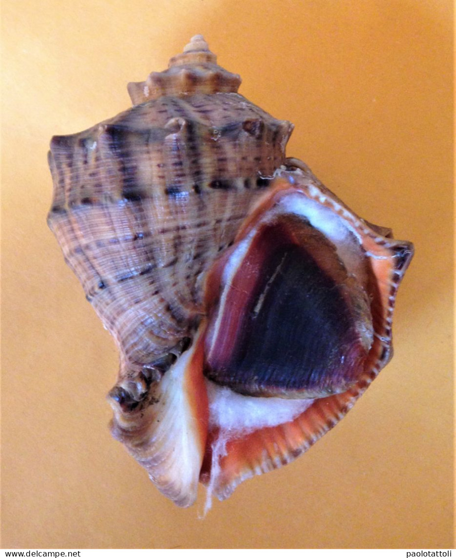 Rapana Venosa ( Valenciennes, 1846)- 103x 79mm. Chioggia, Italy. Dredged Alive On Mud Between 15-20mtrs Depth. - Seashells & Snail-shells