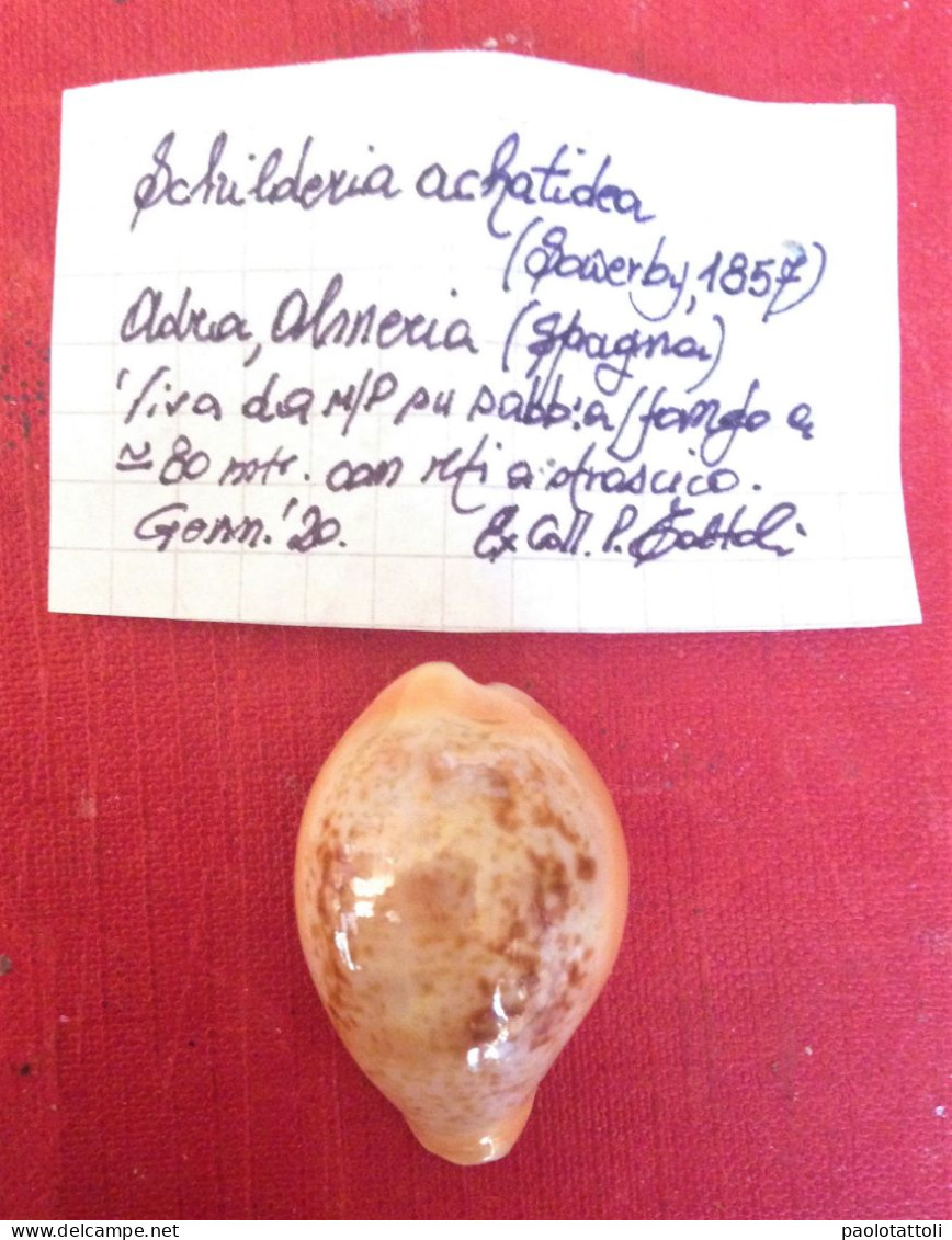 Schilderia Achatidea( Gray In Sowerby .1837). Adra, Almeria. Spain. Jan,.2020. Alive Catched In Net From 80mtrs Depth, - Schelpen