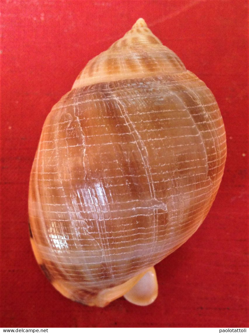 Semicassis Saburon ( Bruguiere, 1792)- 75x 43,5mm. Marbella, Malaga, Spain. - Schelpen