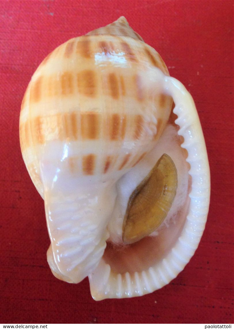 Semicassis Saburon ( Bruguiere, 1792)- 75x 43,5mm. Marbella, Malaga, Spain. - Coquillages