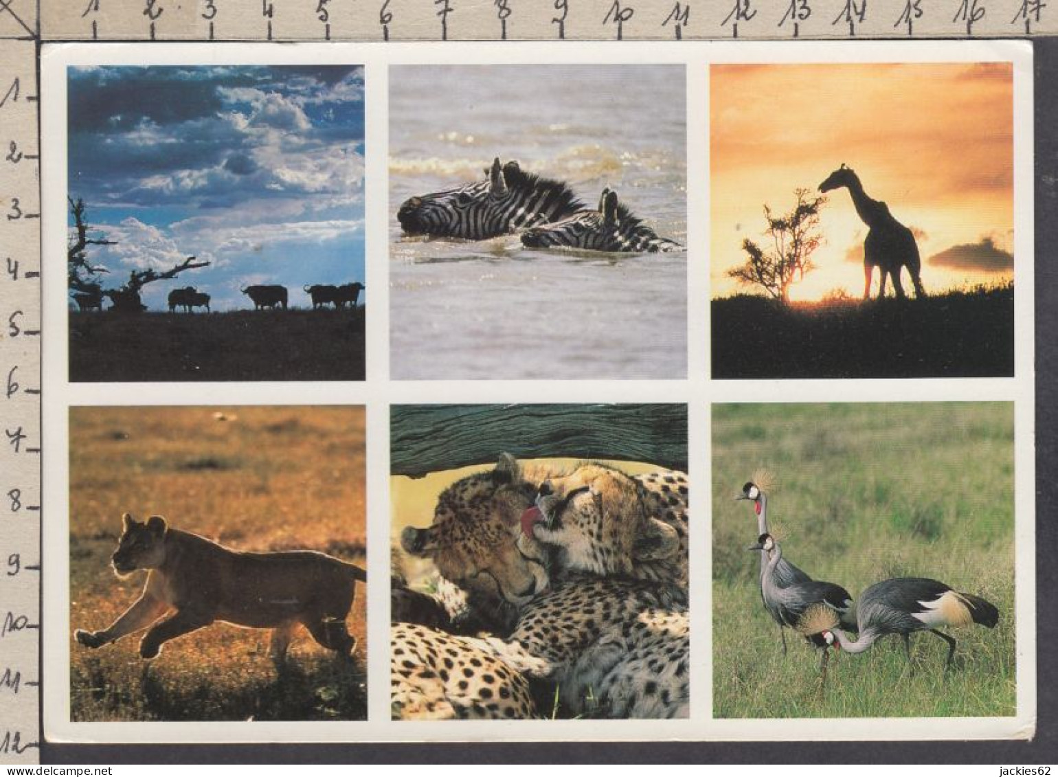 129738GF/ African Wildlife, Buffalo, Zebras, Giraffe, Lion, Cheetah, Crested Crane - Other & Unclassified