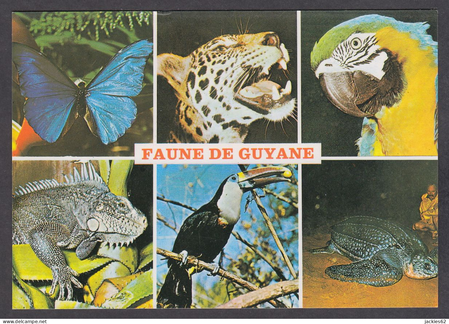 116675/ Faune De Guyane - Other & Unclassified