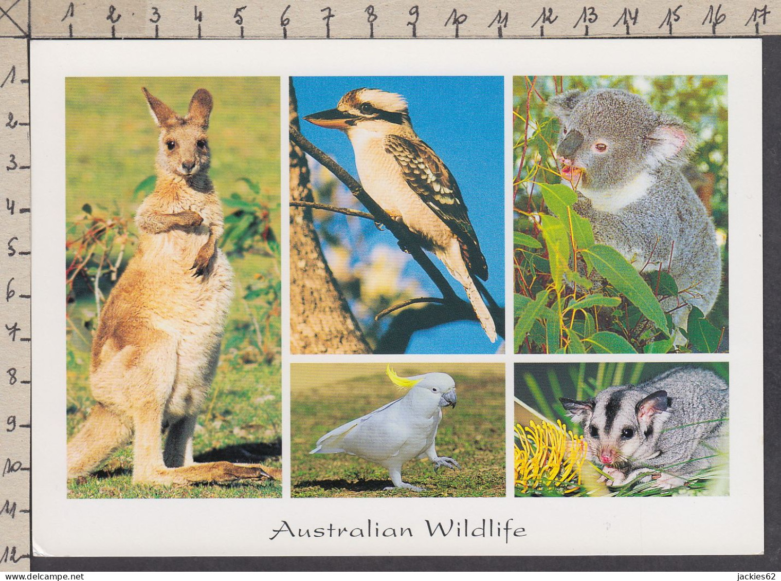 116674GF/ Oiseaux Et Animaux Sauvages D'Australie, Australian Wildlife - Other & Unclassified