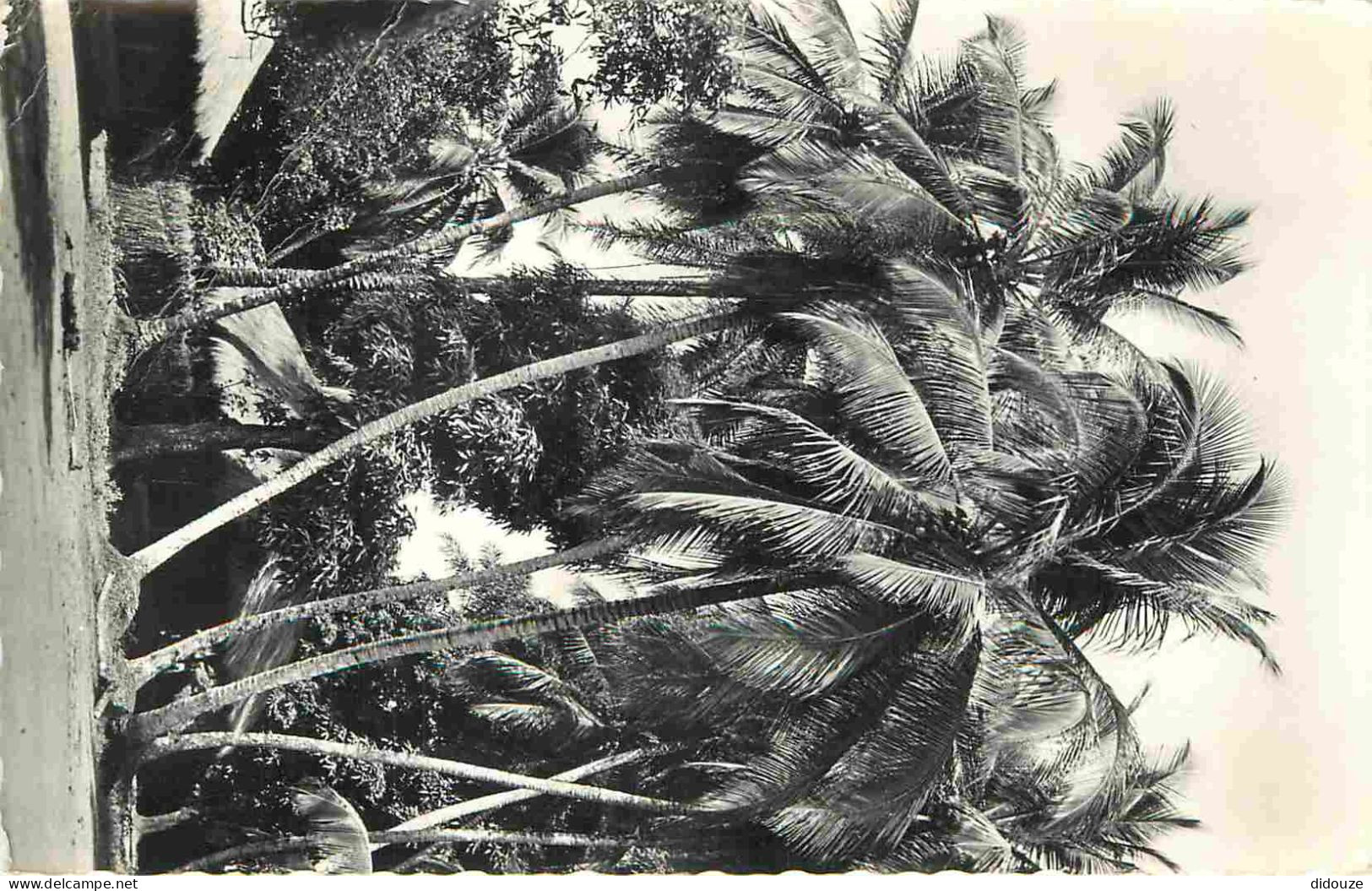 Afrique Noire - Village Sous Les Palmes - Mention Photographie Véritable - Carte Dentelée - CPSM Format CPA - Etat Pli V - Ohne Zuordnung