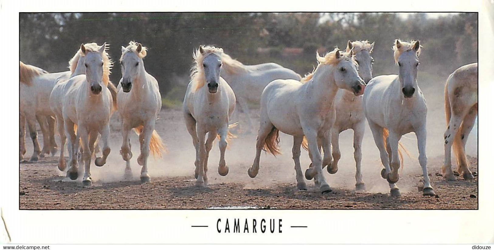 Format Spécial - 210 X 105 Mms - Animaux - Chevaux - Camargue - Etat Léger Pli Visible - Frais Spécifique En Raison Du F - Pferde