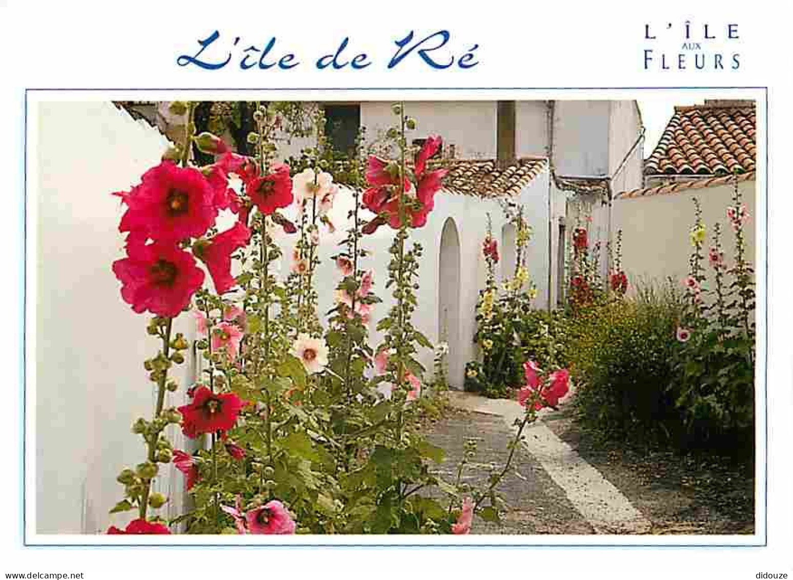 17 - Ile De Ré - Ruelle Fleurie De Roses Trémières - Fleurs - CPM - Voir Scans Recto-Verso - Ile De Ré