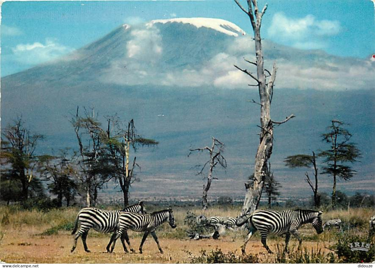 Animaux - Zèbres - Mont Kilimandjaro - CPM - Voir Scans Recto-Verso - Zebra's