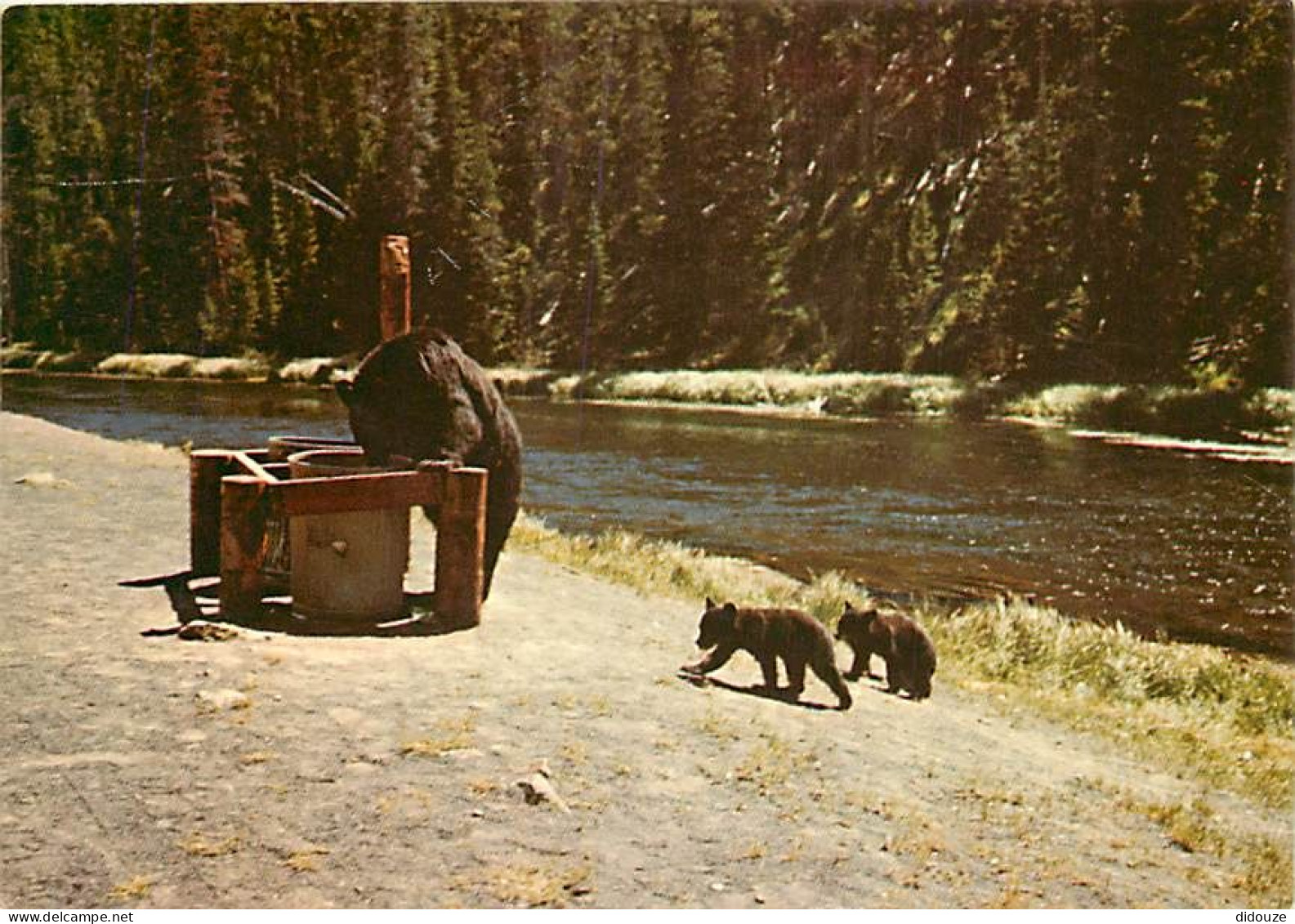 Animaux - Ours - Yellowstone National Park - Yellowstone Bears - Oursons - Zoo - Bear - CPM - Carte Neuve - Voir Scans R - Orsi