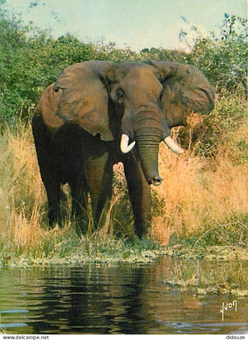 Animaux - Eléphants - Animaux D'Afrique En Liberté - Un Bel Eléphant - CPM - Voir Scans Recto-Verso - Elefanten