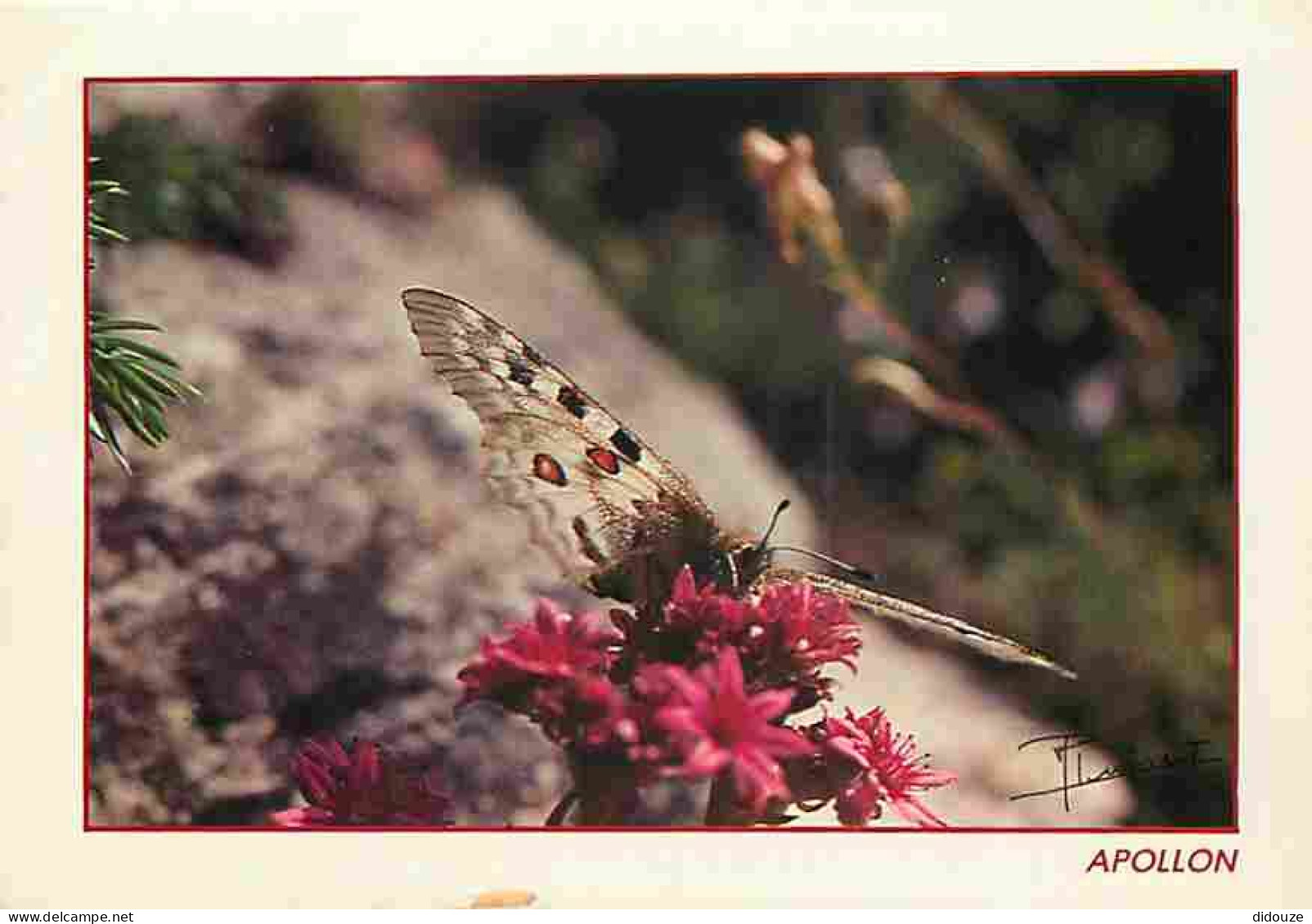 Animaux - Papillons - Apollon - Fleurs - CPM - Voir Scans Recto-Verso - Butterflies