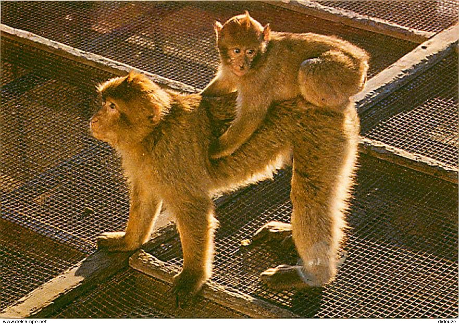 Animaux - Singes - Gibraltar - Rock Ape - Macaque - Carte Neuve - CPM - Voir Scans Recto-Verso - Monkeys
