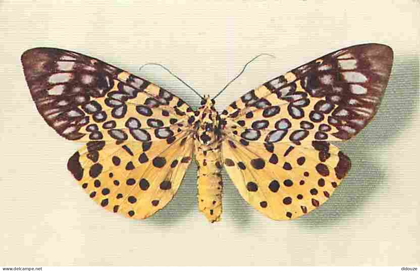 Animaux - Papillons - Moorea Argus - Assam - Collection Boubée - Carte éditée Par Le Comité National De L'enfance - Numé - Schmetterlinge