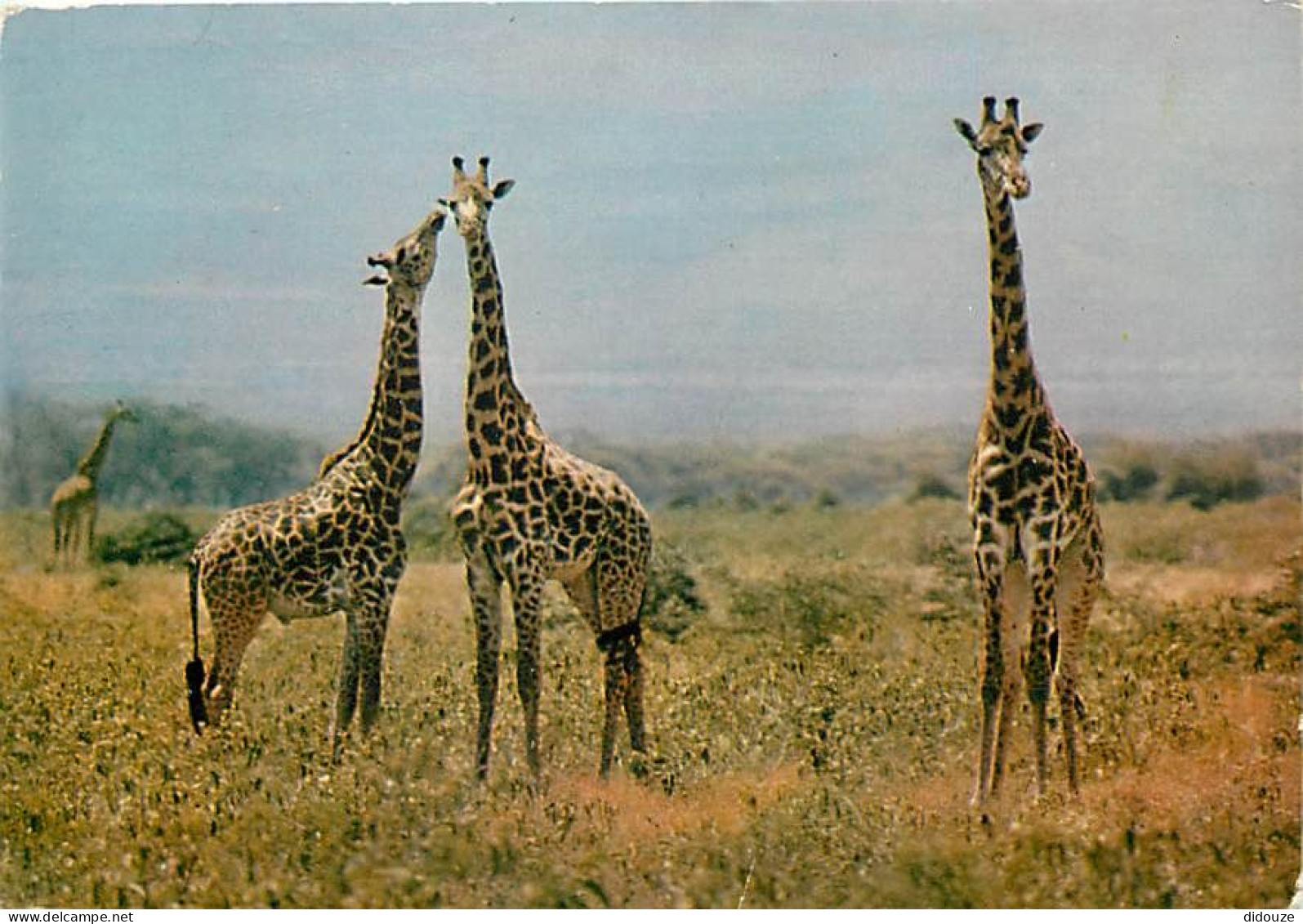 Animaux - Girafes - Faune Africaine - CPM - Voir Scans Recto-Verso - Giraffes