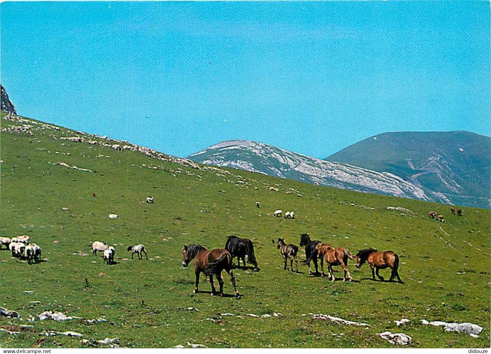 Animaux - Chevaux - Pays Basque - Pottok Et Moutons Sur Les Montagnes Basques - Carte Neuve - CPM - Voir Scans Recto-Ver - Chevaux