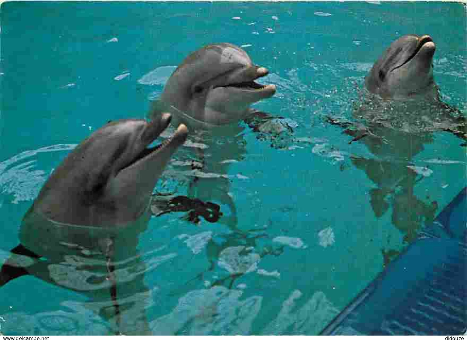 Animaux - Dauphins - CPM - Voir Scans Recto-Verso - Dolphins