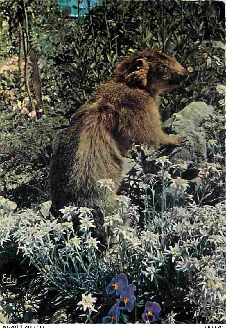 Animaux - Marmottes - CPM - Voir Scans Recto-Verso - Sonstige & Ohne Zuordnung