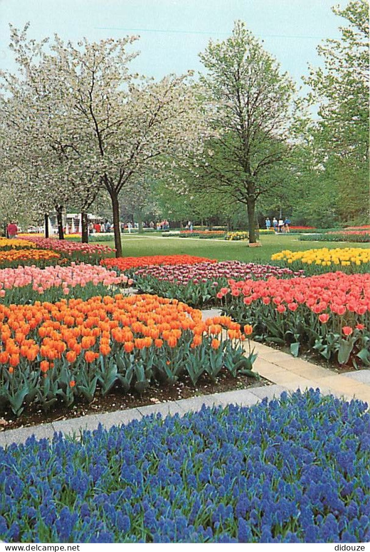 Pays-Bas - Nederland - Lisse - Keukenhof - Fleurs - CPM - Voir Scans Recto-Verso - Lisse