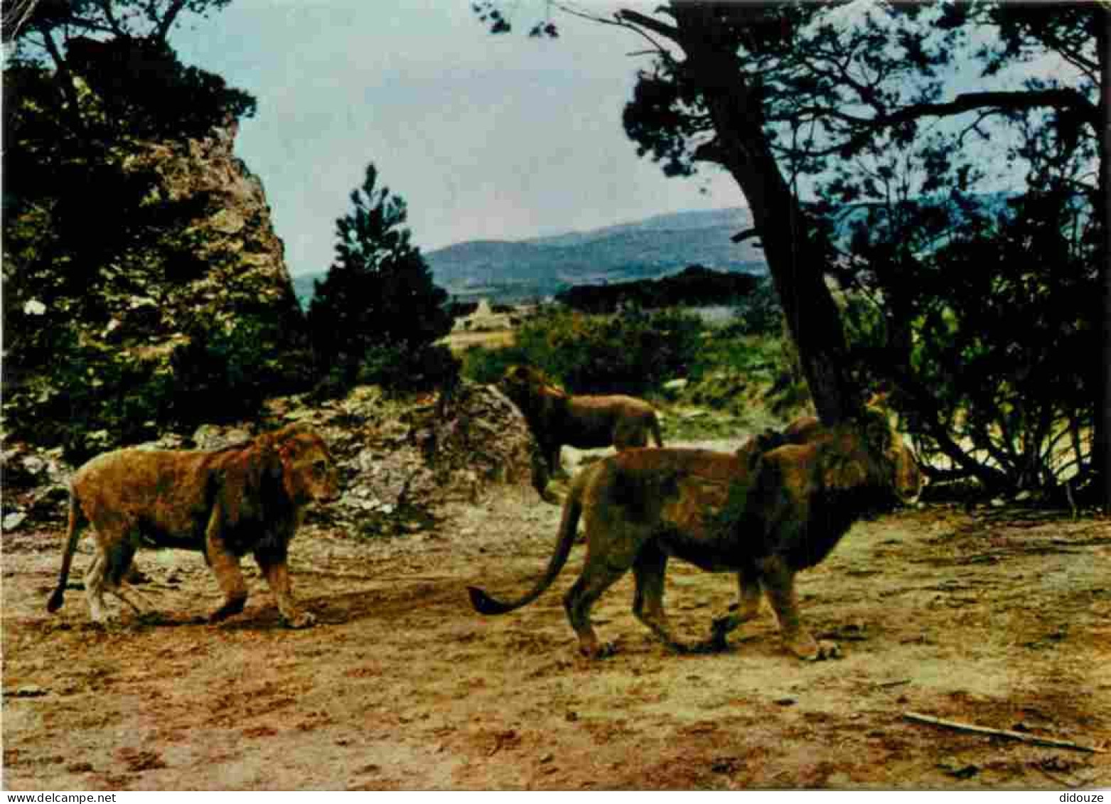 Animaux - Fauves - Lion - Réserve Africaine De Sigean - Zoo - CPM - Voir Scans Recto-Verso - Leeuwen