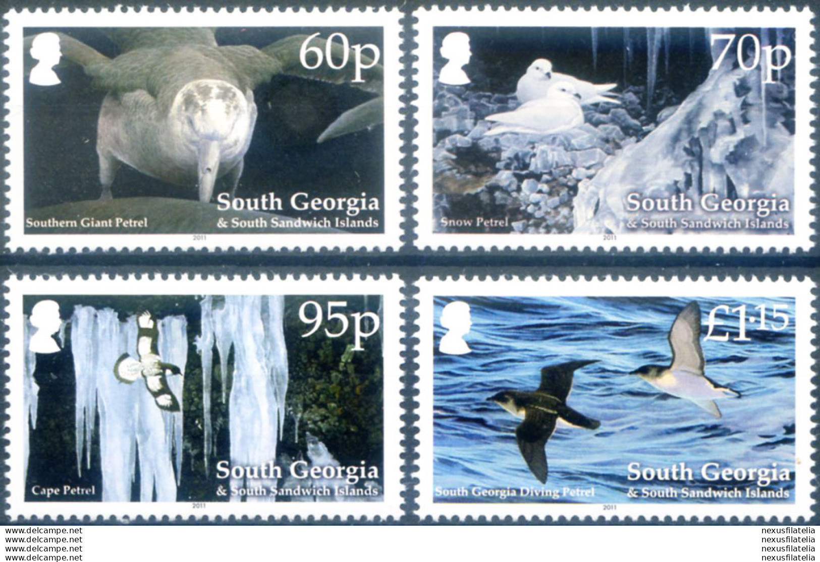 South Georgia. Fauna. Uccelli 2011. - Falklandinseln