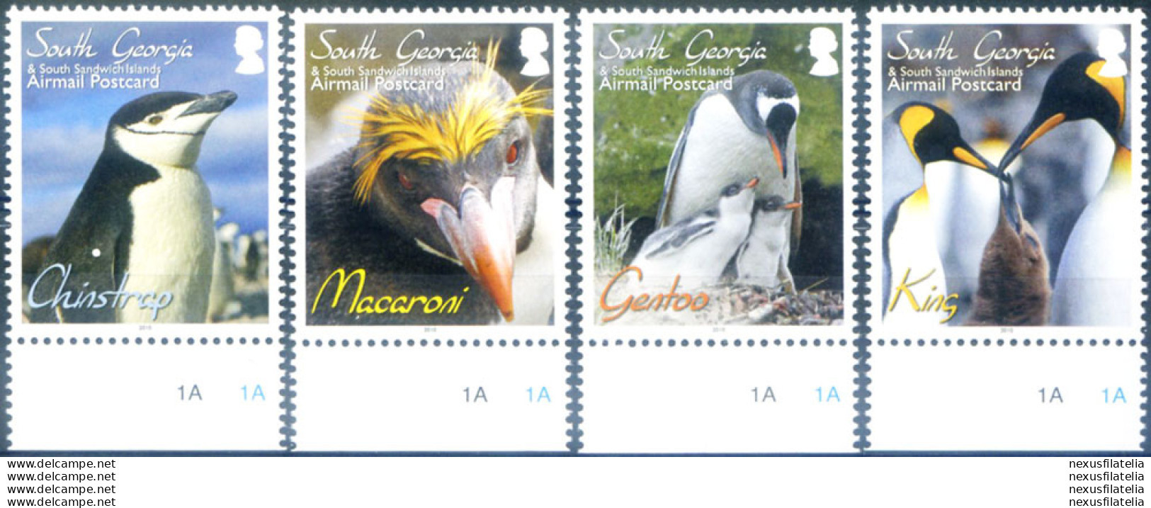 South Georgia. Fauna. Pinguini 2010. - Falklandinseln