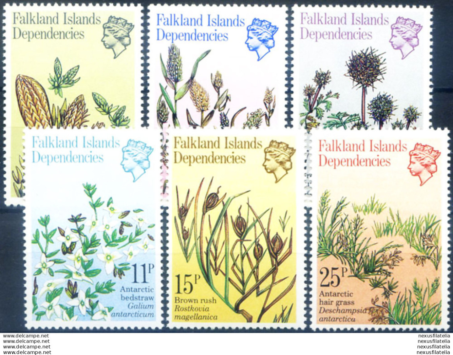 South Georgia. Flora 1981. - Falklandinseln