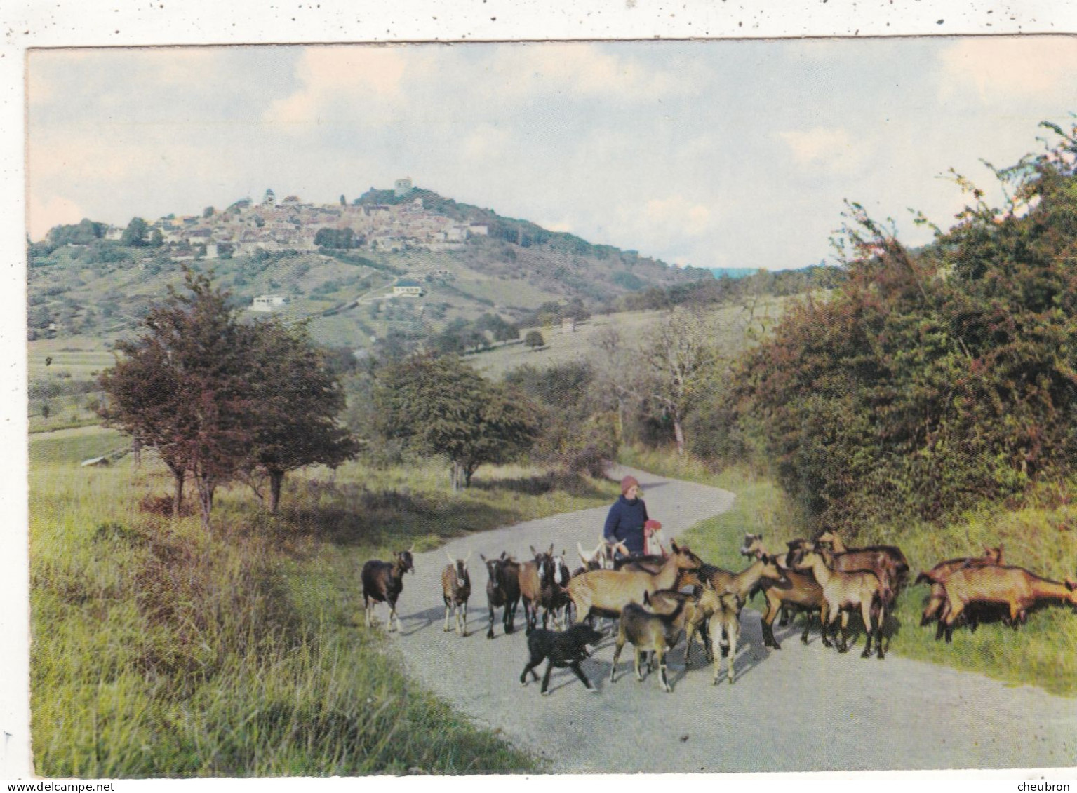 18. SANCERRE. CPSM. PAYSAGE D'AUTOMNE. TROUPEAU DE CHEVRES SUR LA ROUTE DE CHAVIGNOL. - Sancerre