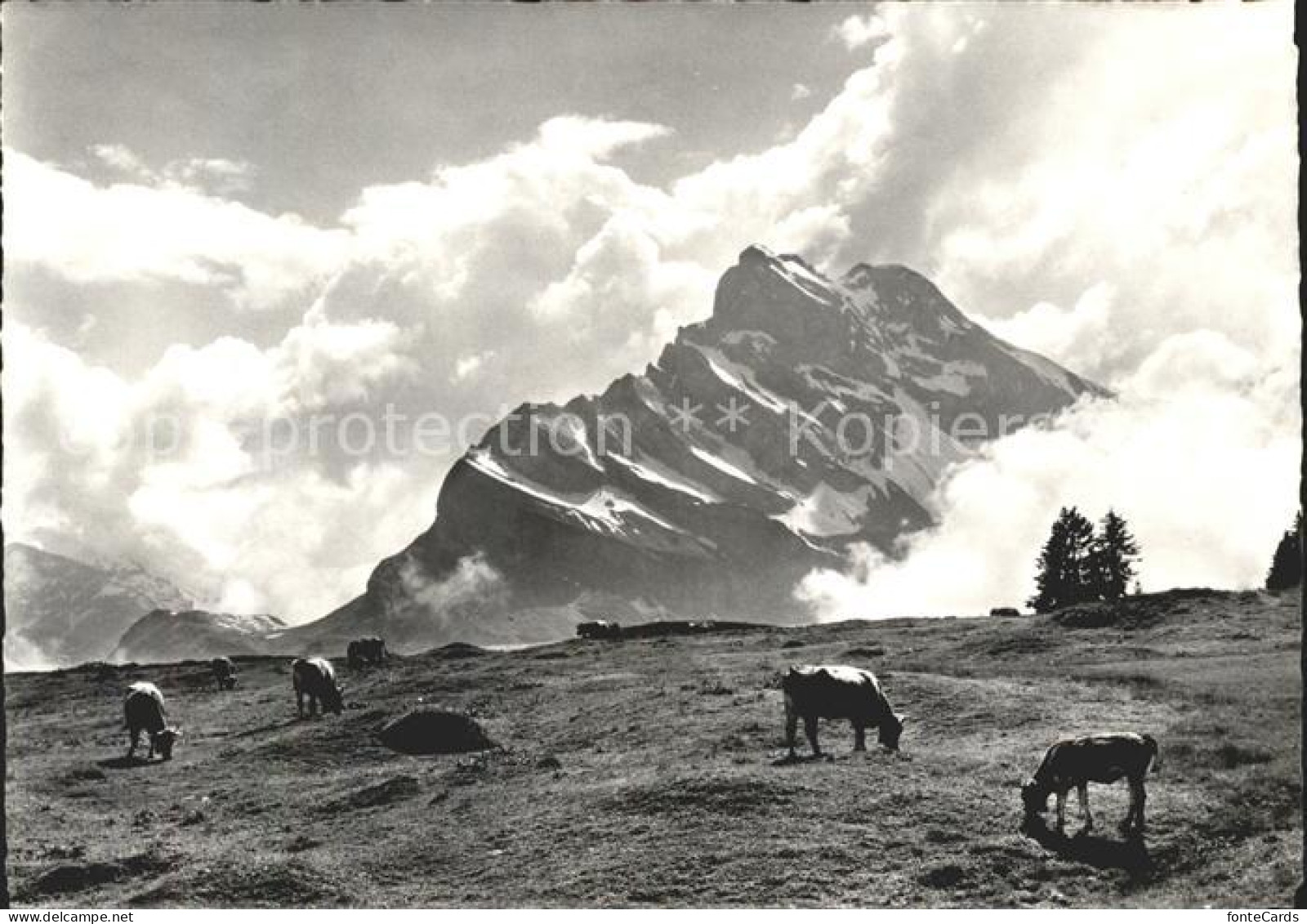 11631499 Braunwald GL Braunwaldalp Mit Ortstock Glarner Alpen Kuehe Braunwald - Autres & Non Classés