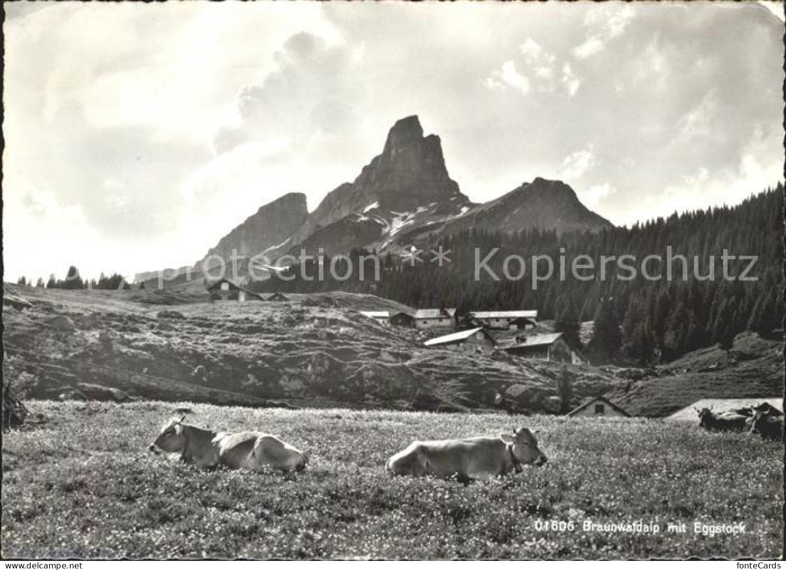 11631489 Braunwald GL Braunwaldalp Mit Eggstock Kuehe Braunwald - Autres & Non Classés