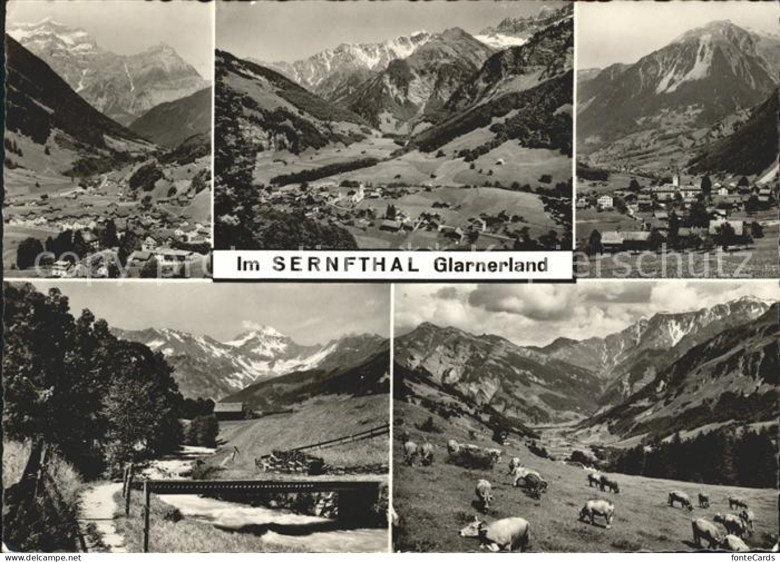 11631387 Matt Panorama Sernfthal Glarnerland Almwiese Kuehe Matt - Other & Unclassified