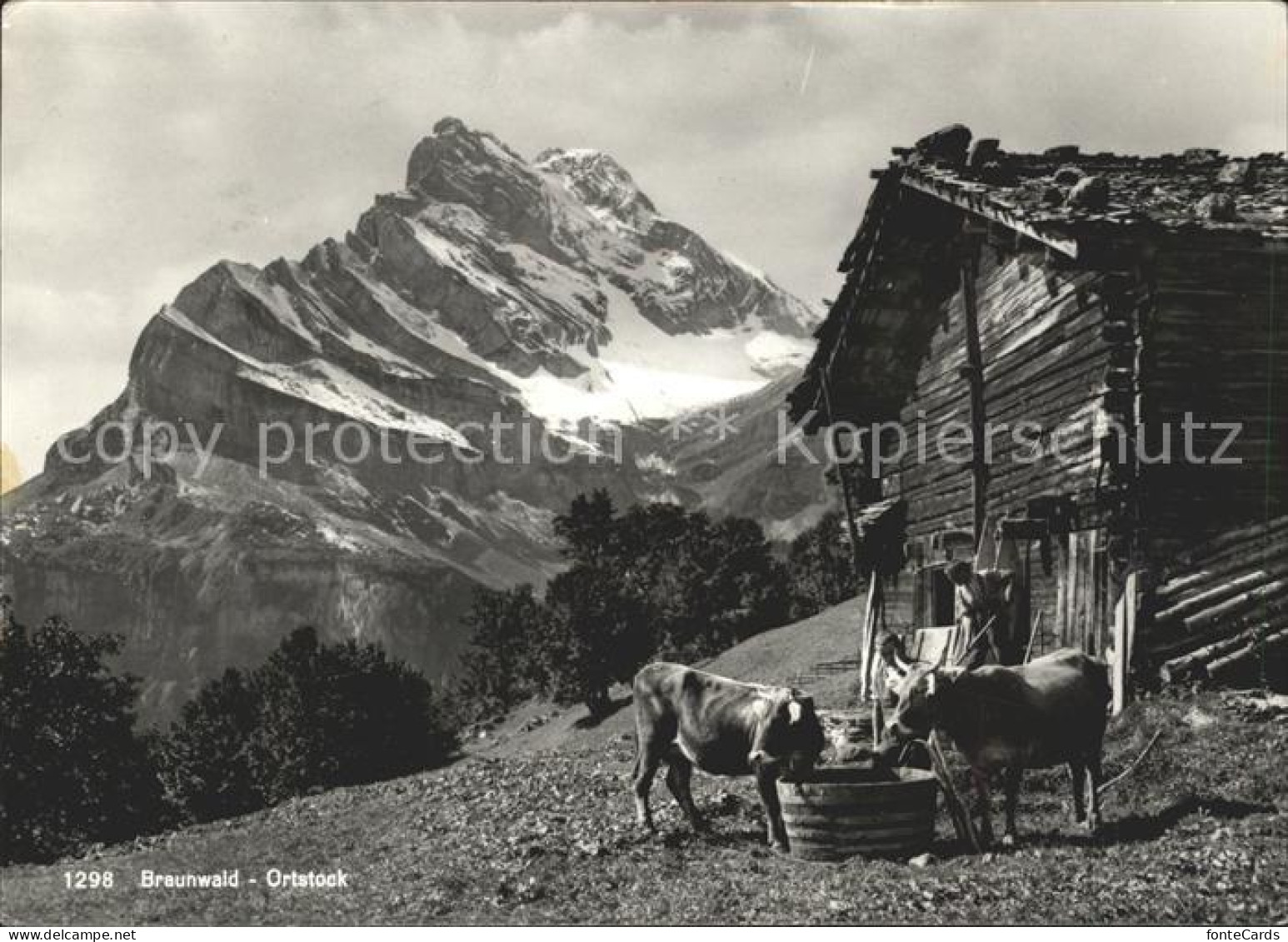 11631386 Braunwald GL Auf Der Alm Kuehe Blick Zum Ortstock Glarner Alpen Braunwa - Other & Unclassified