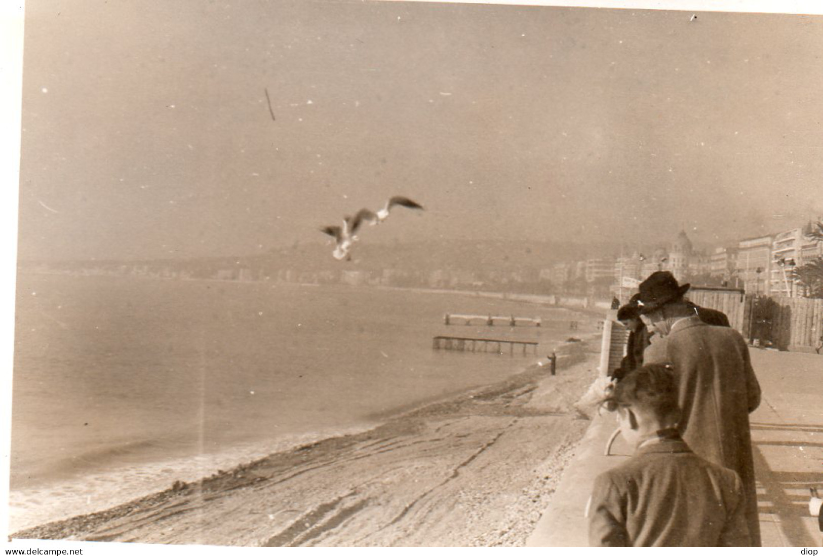 Photographie Photo Vintage Snapshot Nice Mouette Vol Oiseau - Places