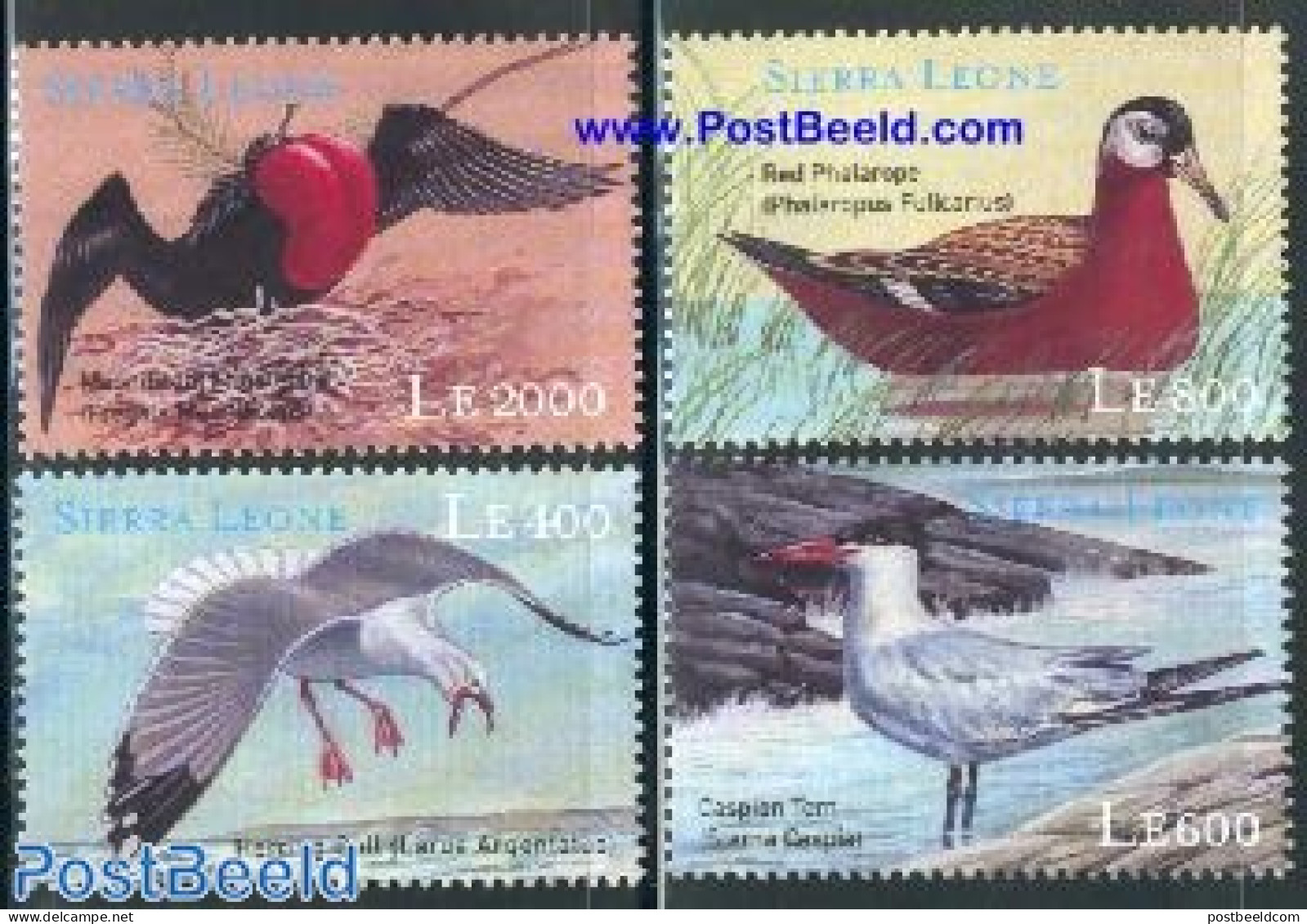 Sierra Leone 2000 Sea Birds 4v, Mint NH, Nature - Birds - Ducks - Other & Unclassified