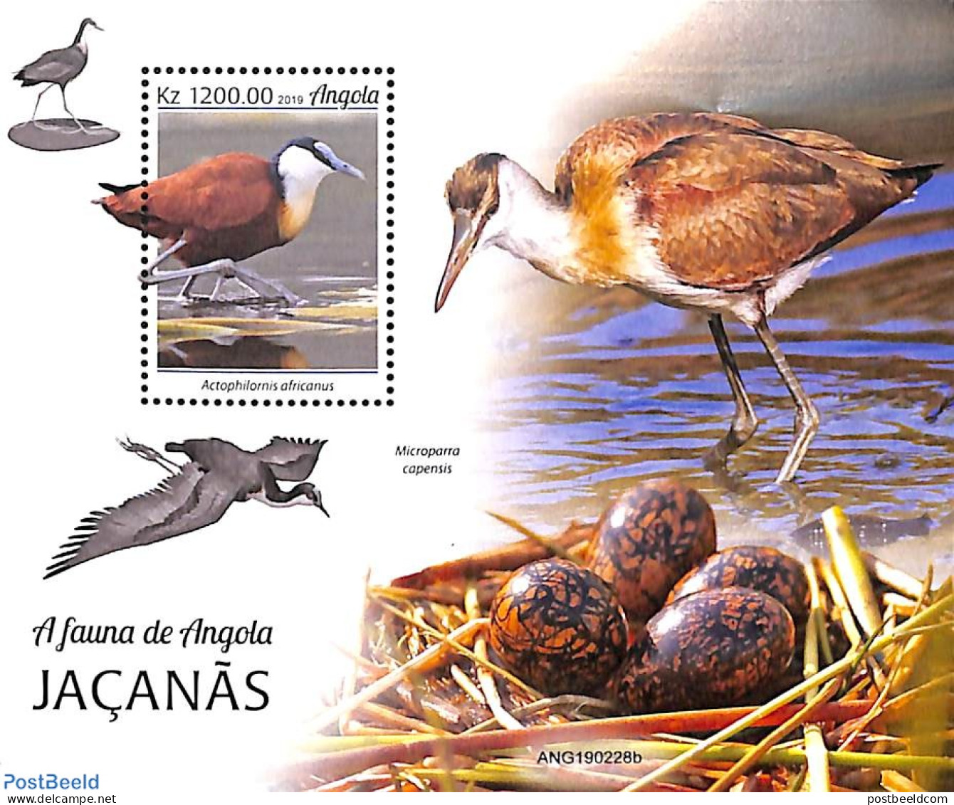 Angola 2019 Water Birds S/s, Mint NH, Nature - Birds - Angola