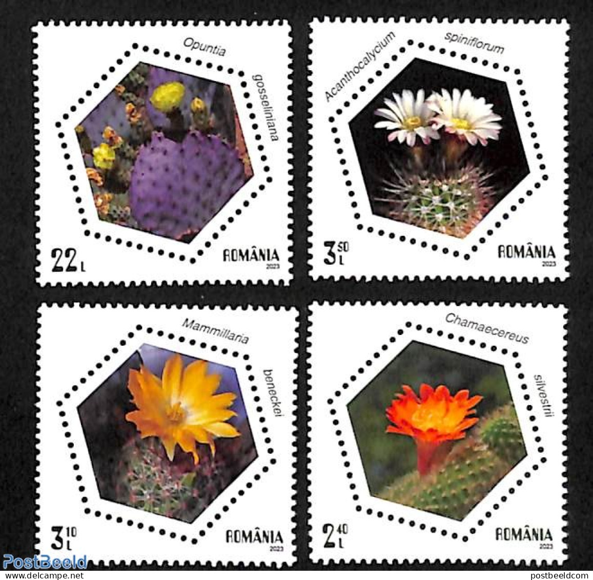 Romania 2023 Cactus Flowers 4v, Mint NH, Nature - Cacti - Flowers & Plants - Ongebruikt