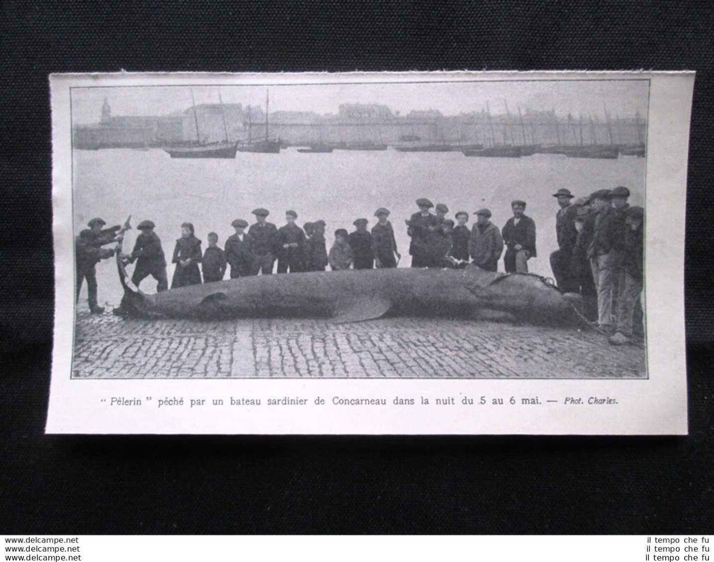 Pellegrino Pescato Da Una Barca Di Sardine Di Concarneau, 5-6 Maggio 1907 - Otros & Sin Clasificación