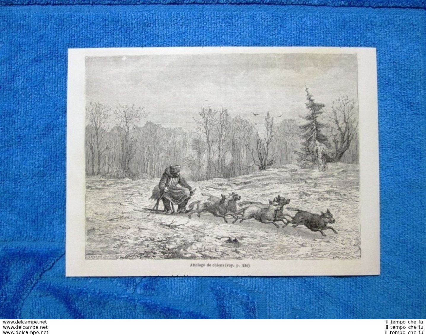 Gravure Année 1862 - Attelage De Chiens - Cani Da Slitta - Avant 1900