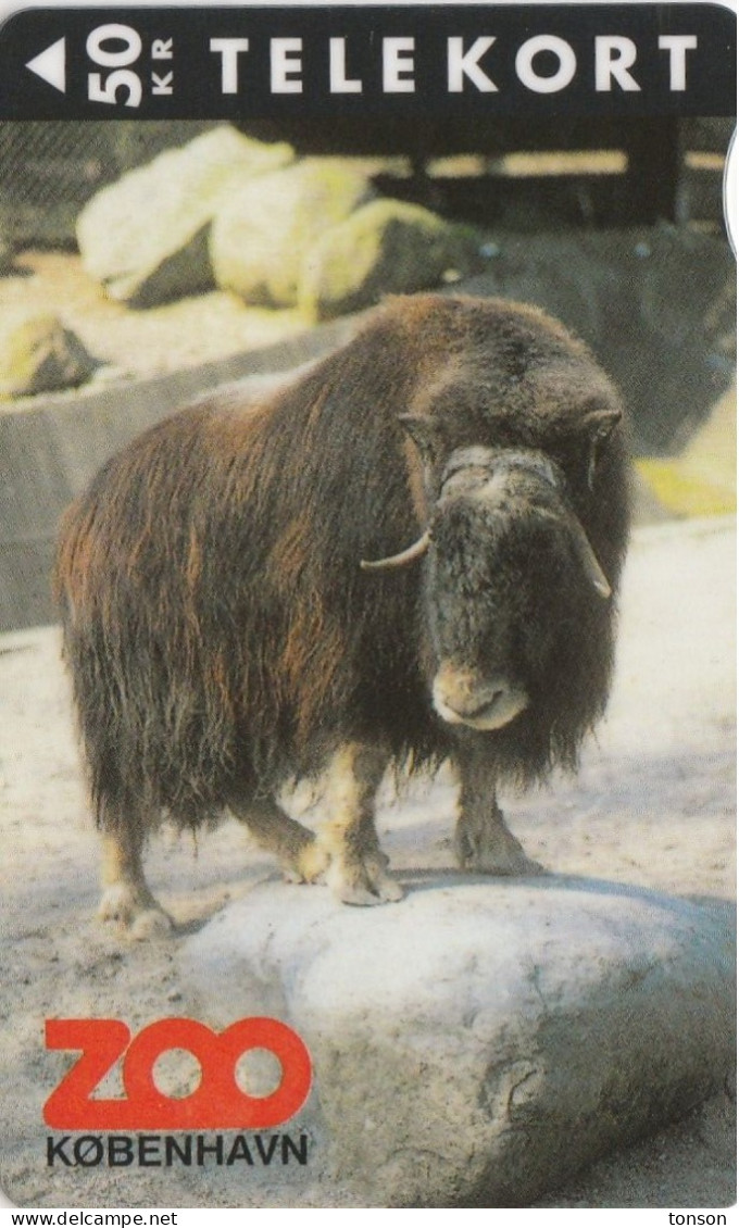 Denmark, KS 045, Zoo 2-muskes Ox,  50  Kr, Only 3.500 Issued, 2 Scans. - Dinamarca