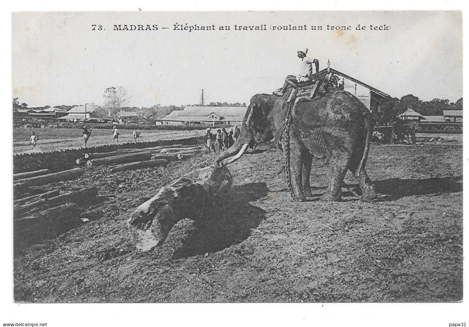 MADRAS - Eléphant Au Travail  Roulant Un Troc De Teck - India