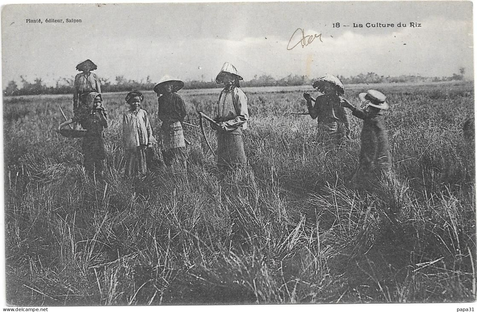 La Culture Du Riz - Viêt-Nam