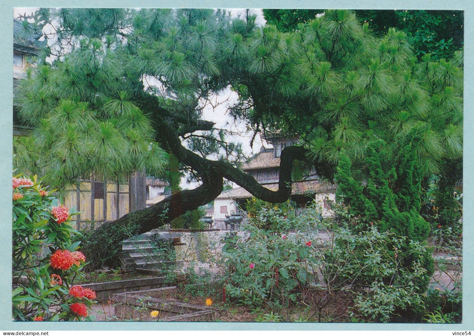 IMPERIAL PALACE - HOANG CUNG (HUE - Viet Nam) - Cay Thong O The Mieu - Le Pin Devant Le The Mieu - Vietnam