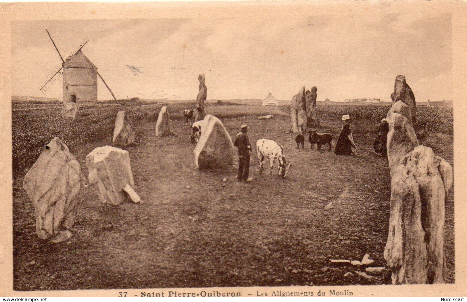 Saint-Pierre-Quiberon Animée Alignements Du Moulin Menhirs Dolmens Vaches Moulin à Vent - Quiberon