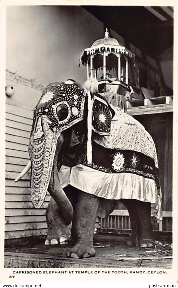 Sril Lanka - KANDY - Caprisoned Elephant At Temple Of The Tooth - REAL PHOTO - Publ. Ceylon Pictorials 37 - Sri Lanka (Ceylon)