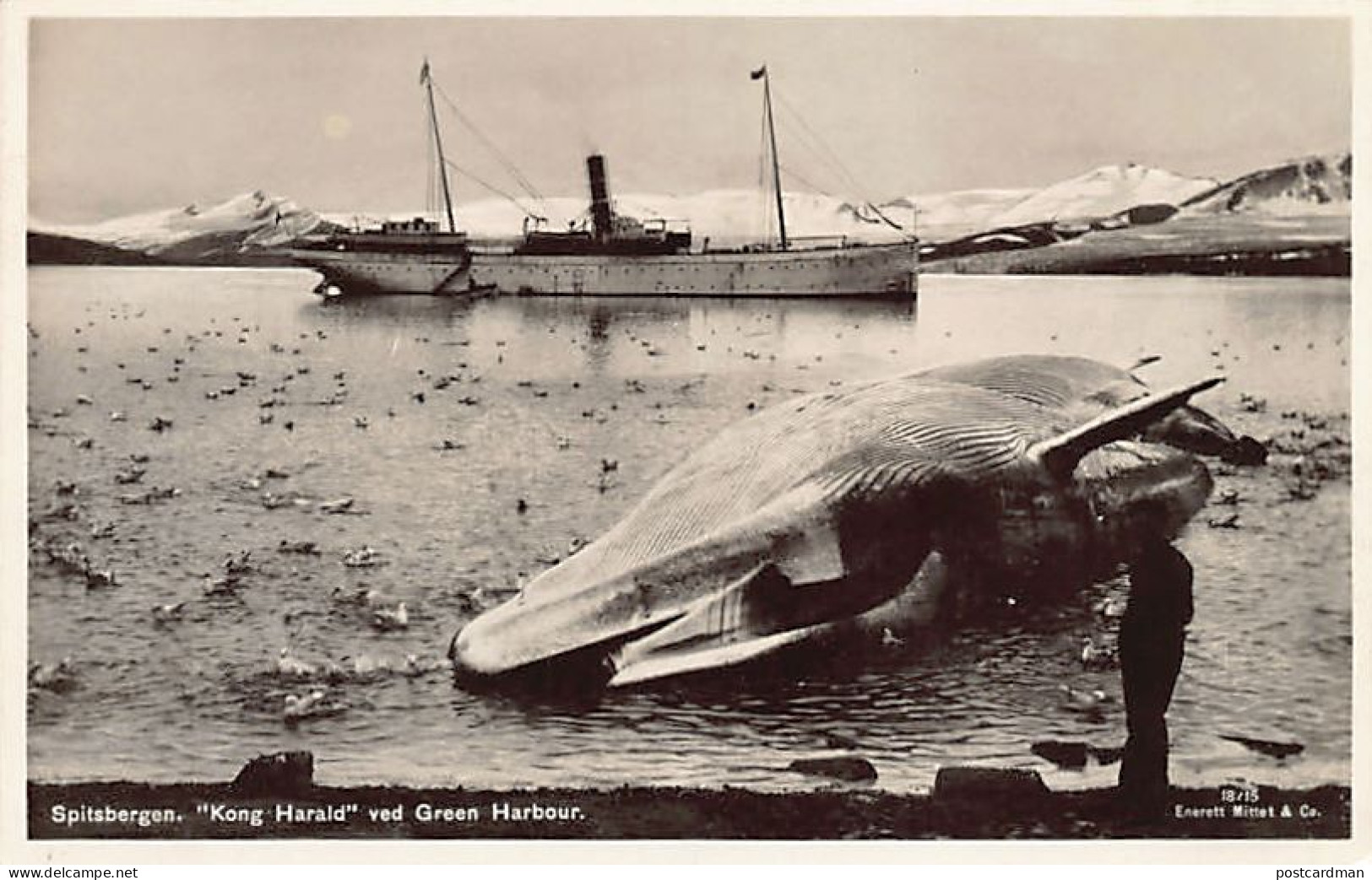 Norway - SPITZBERGEN Svalbard - Kong Harald Ved Green Harbour - Whale - Publ. Mittet & Co. 18/15 - Norvège